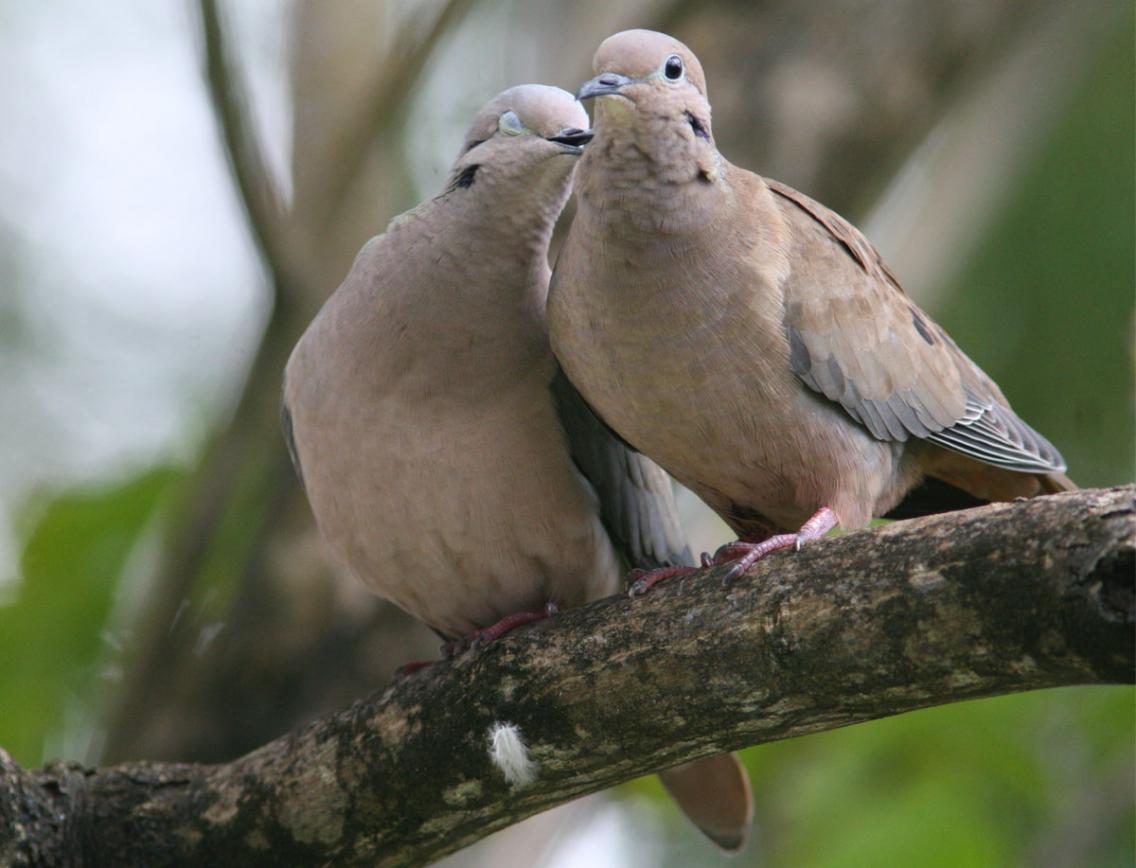 الاســـم:	Dove.jpg
المشاهدات: 18850
الحجـــم:	86.6 كيلوبايت